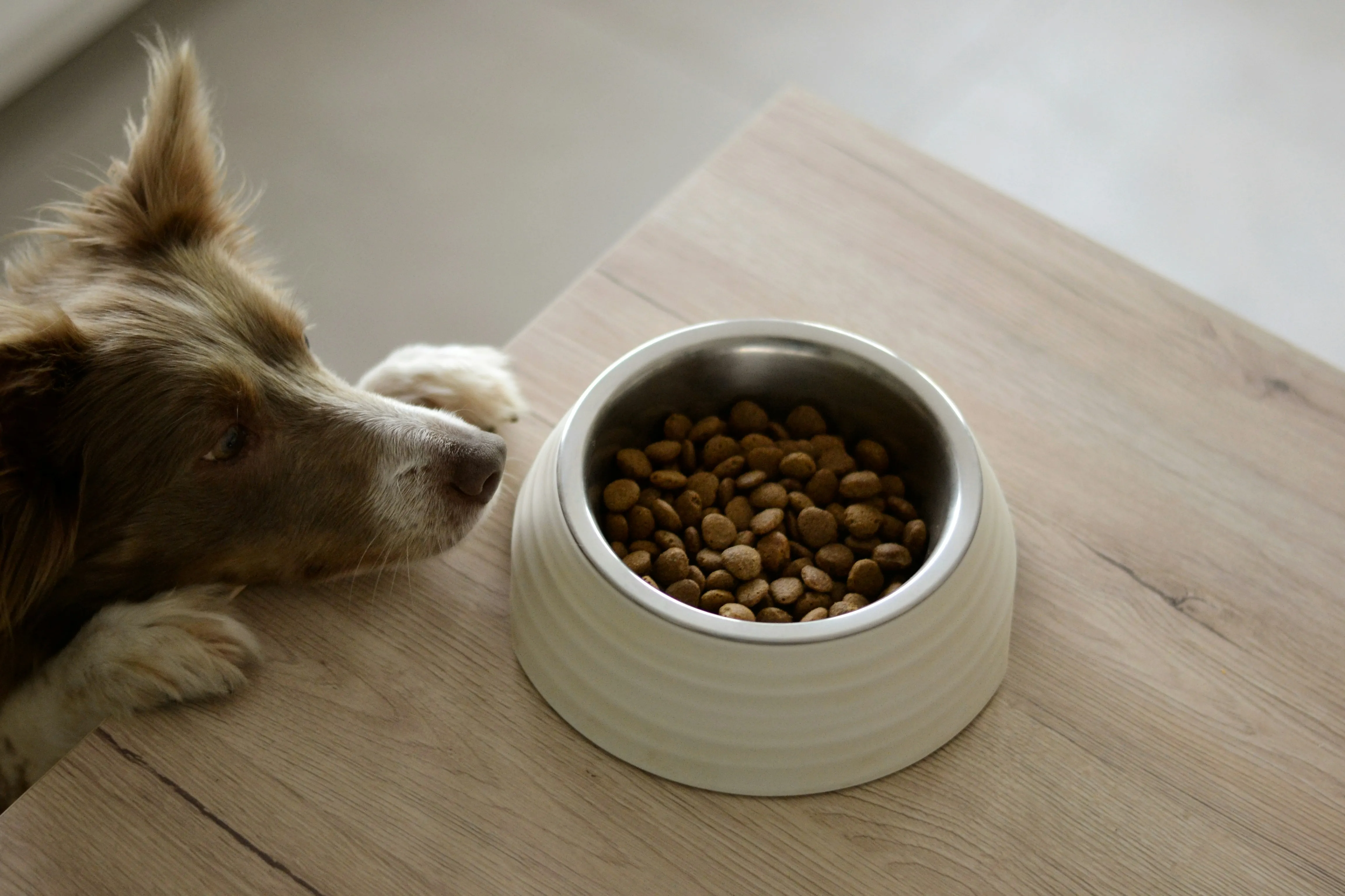 Pet supplies category image